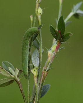 Barred Yellow caterpillar